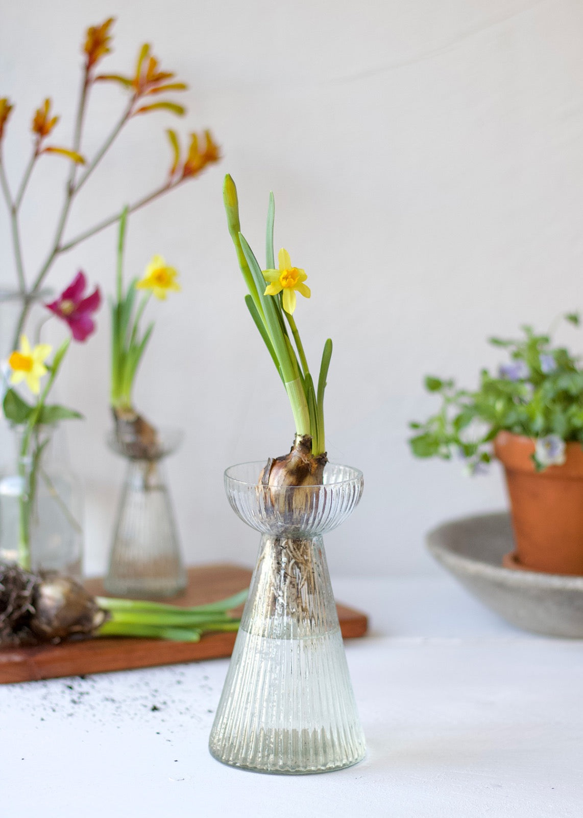 Hyacinth vase WEL027
